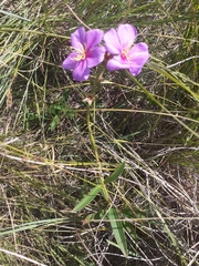 Chaetogastra gracilis