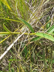Chaetogastra gracilis