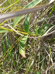 Chaetogastra gracilis