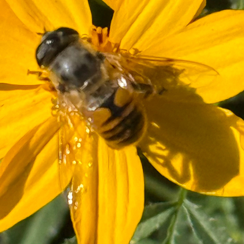 Unknown species found near W South Mountain Ave, Phoenix, AZ, US