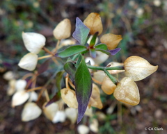 Dicliptera resupinata