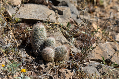 Pelecyphora tuberculosa