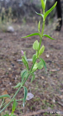 Dicliptera resupinata