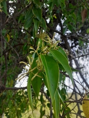 Tripodanthus acutifolius