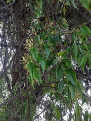 Tripodanthus acutifolius
