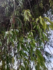 Tripodanthus acutifolius