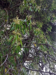 Tripodanthus acutifolius