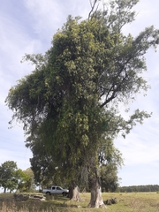 Tripodanthus acutifolius