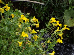 Erythranthe lutea