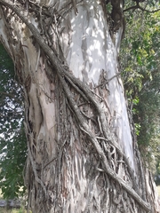 Tripodanthus acutifolius