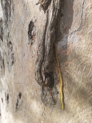 Tripodanthus acutifolius