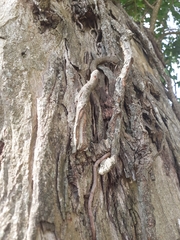 Tripodanthus acutifolius