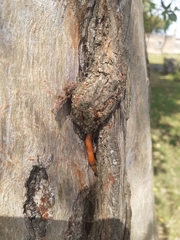 Tripodanthus acutifolius