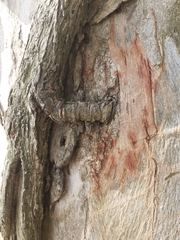 Tripodanthus acutifolius