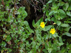 Erythranthe lutea