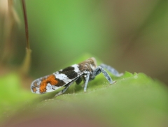 Lophopidae