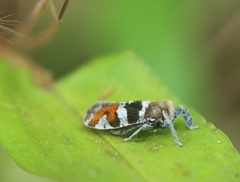 Lophopidae