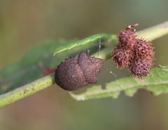 Hotea curculionoides