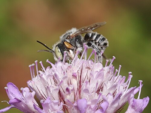 Megachile flabellipes