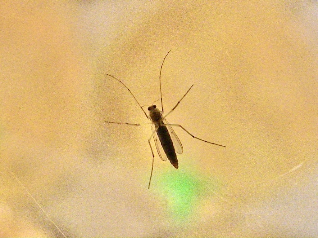 Chironomus riparius
