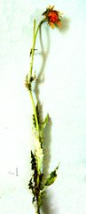 Berkheya discolor