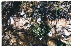 Arenaria montana