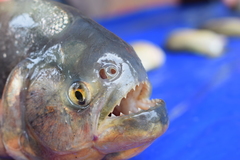 Pygocentrus nattereri