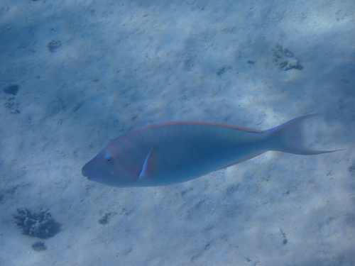Candelamoa parrotfish (Hipposcarus harid) — Scaridae — 2