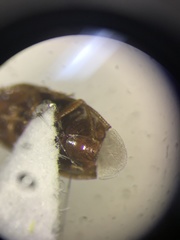 Amnestus pusillus