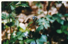 Myosotis cespitosa