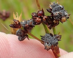 Ustilaginomycetes