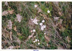 Saxifraga granulata