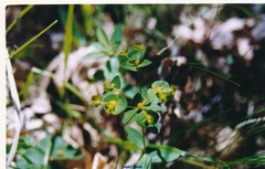 Euphorbia angulata