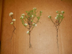 Symphyotrichum ciliatum