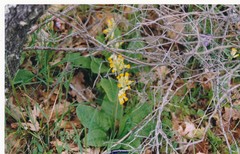 Primula veris veris
