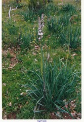 Asphodelus albus carpetanus