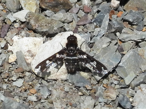 Unknown species found near Flathead County, MT, USA