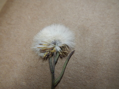 Symphyotrichum ciliatum