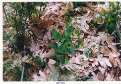 Aristolochia paucinervis