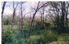 Asphodelus albus carpetanus