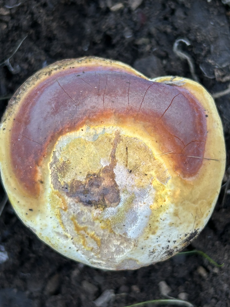 Ganoderma curtisii · November 2025 · photo: © aheyman1 (iNaturalist, cc0)