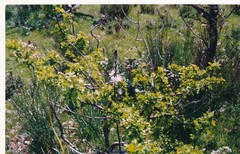 Asphodelus albus carpetanus