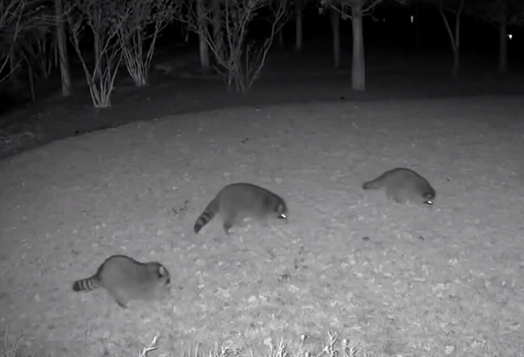 Common Raccoon from Archie Briggs Rd, Bend, OR 97703, USA on November ...