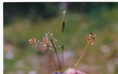 Anthoxanthum aristatum