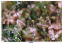 Myosotis discolor discolor