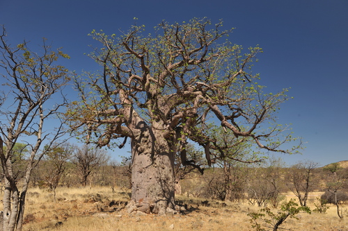 African baobab