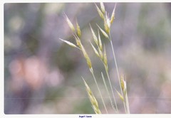 Bromus racemosus