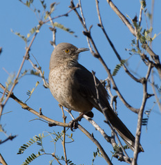 Toxostoma bendirei