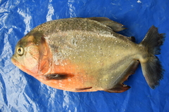 Pygocentrus nattereri