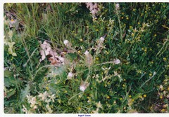 Lepidium heterophyllum